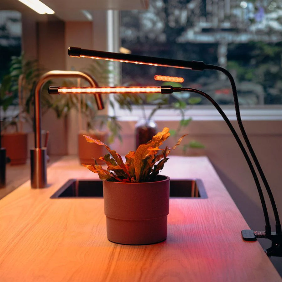 indoor-plants-growing-light