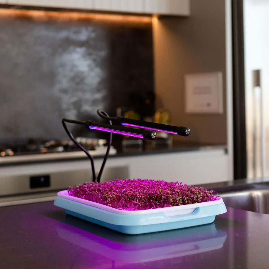 indoor-plants-growing-light